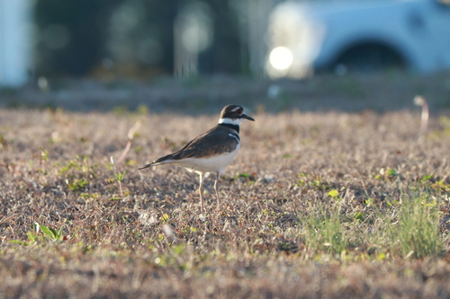 Killdeer photographed in Alabama