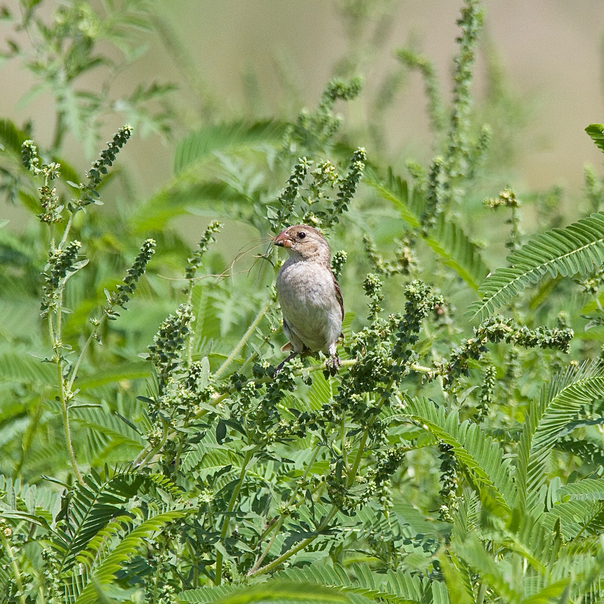 Chestnut-throated Seedeater (Sporophila telasco), photo 9