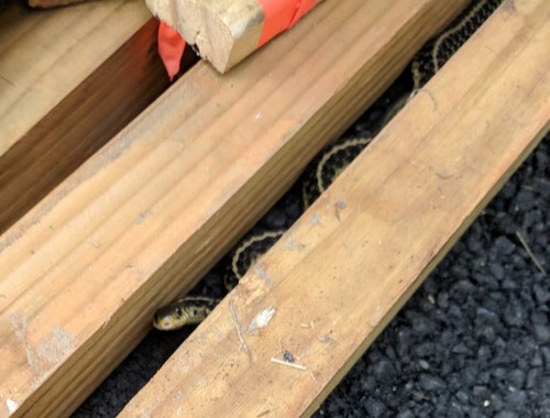 Eastern Garter Snake photographed in Virginia
