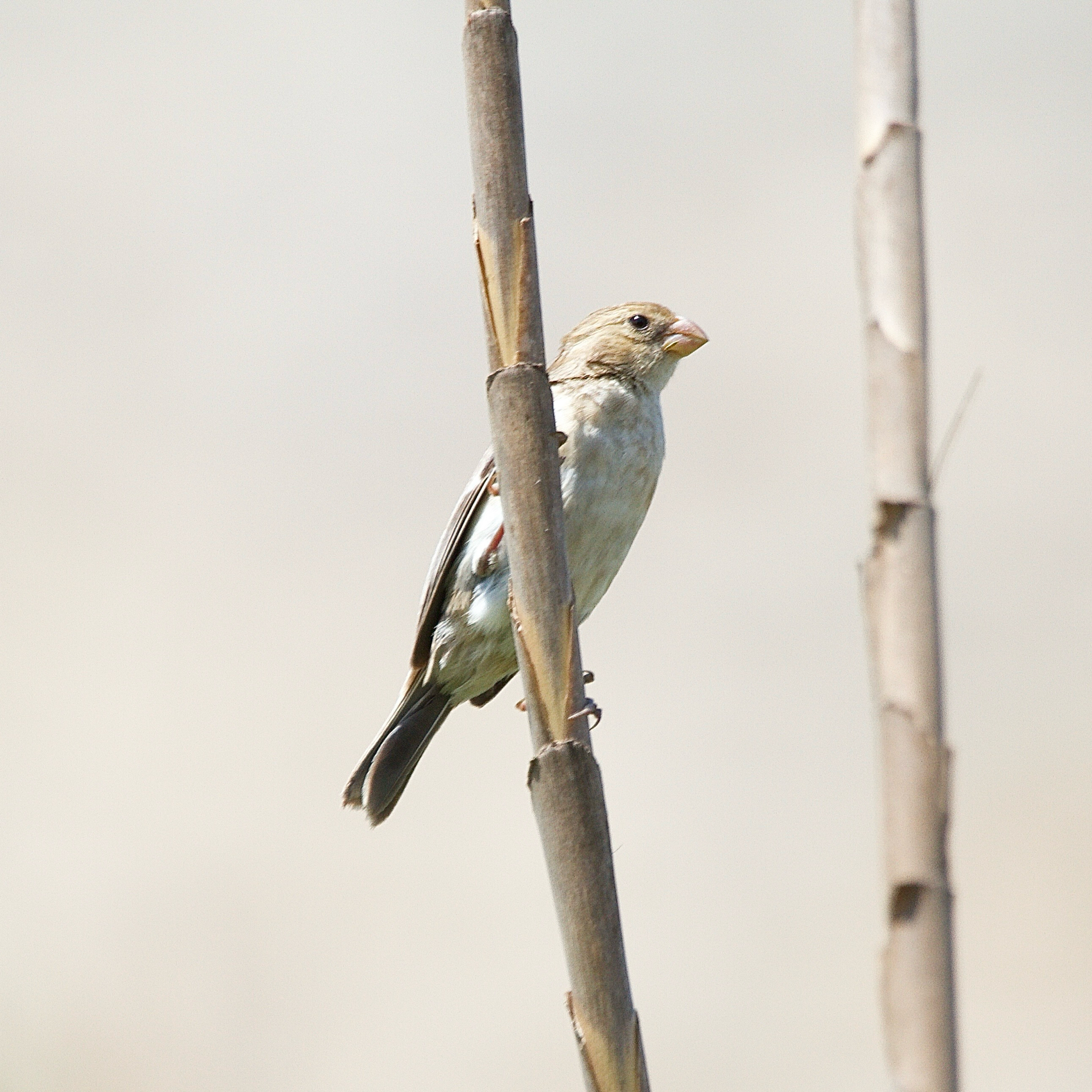 Chestnut-throated Seedeater (Sporophila telasco), photo 8