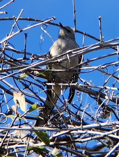 Northern Mockingbird