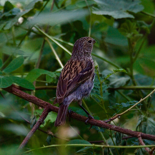 Band-tailed Seedeater (Catamenia analis), photo 4