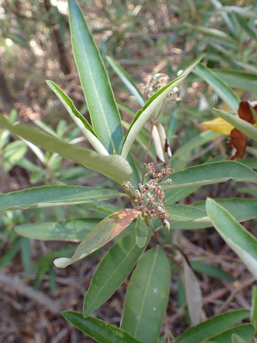 viscid daisy-bush (Olearia viscosa)