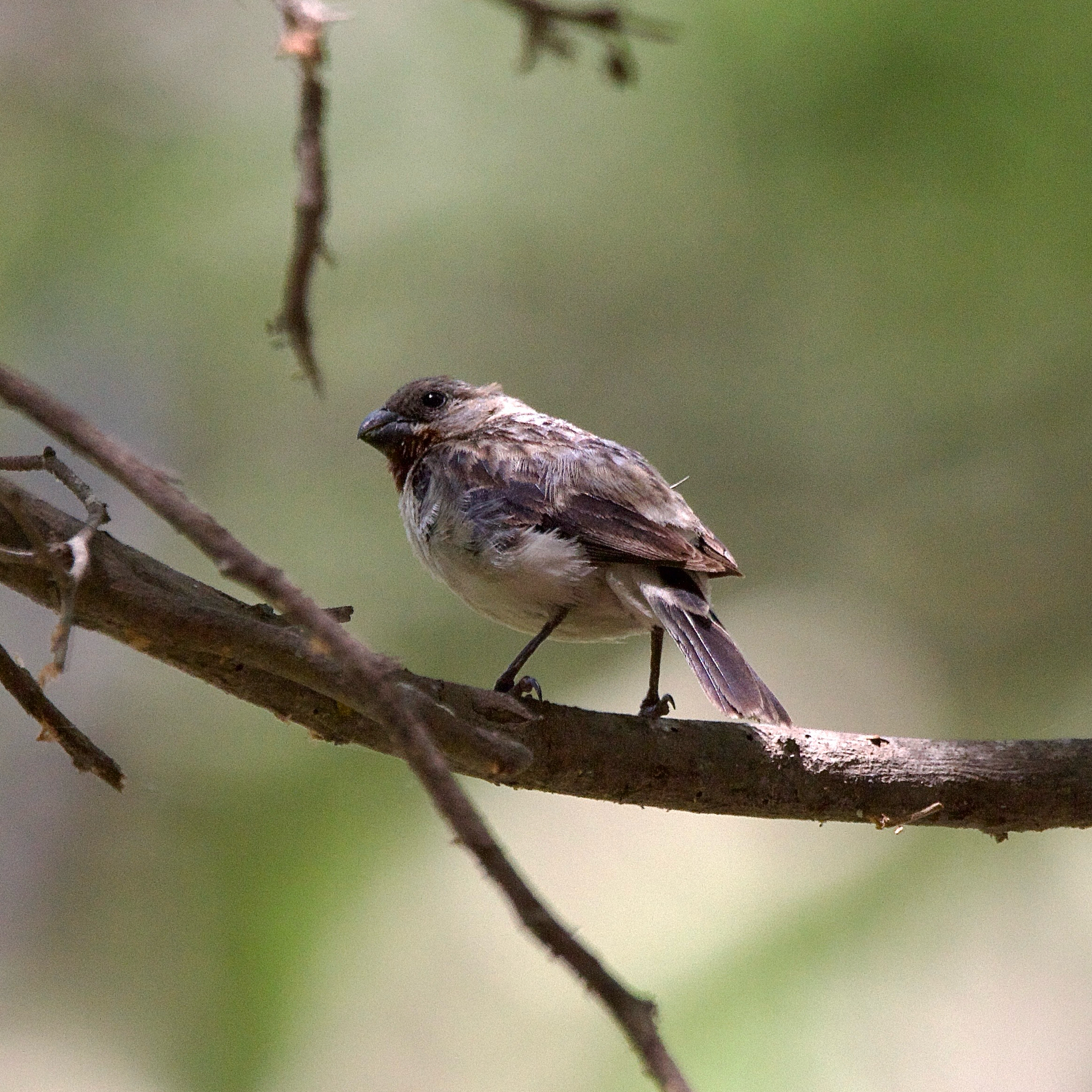 Chestnut-throated Seedeater (Sporophila telasco), photo 7