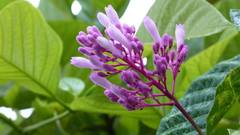 Palicourea lasiantha