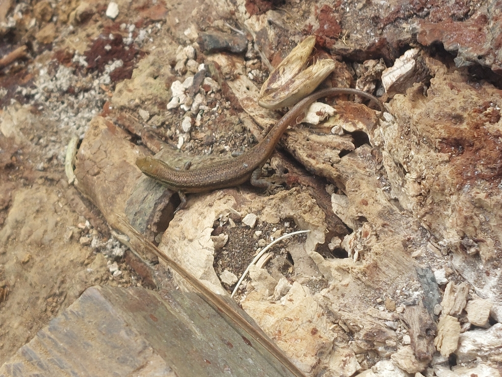 Bomberai Rainbow Skink