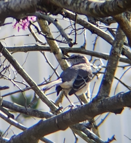 Northern Mockingbird