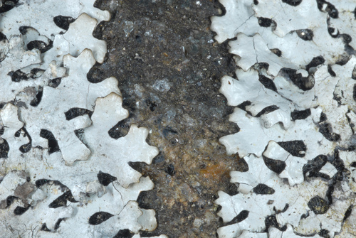 Powdered Loop Lichen