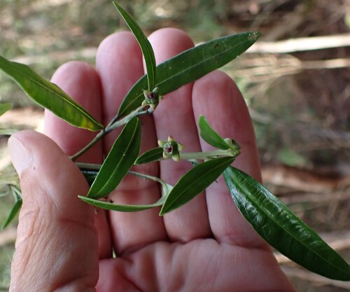 Pinkwood (Beyeria viscosa)