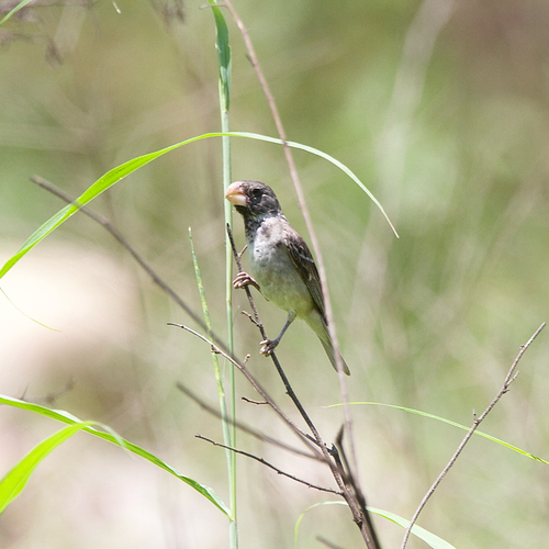 Parrot-billed Seedeater (Sporophila peruviana), photo 2