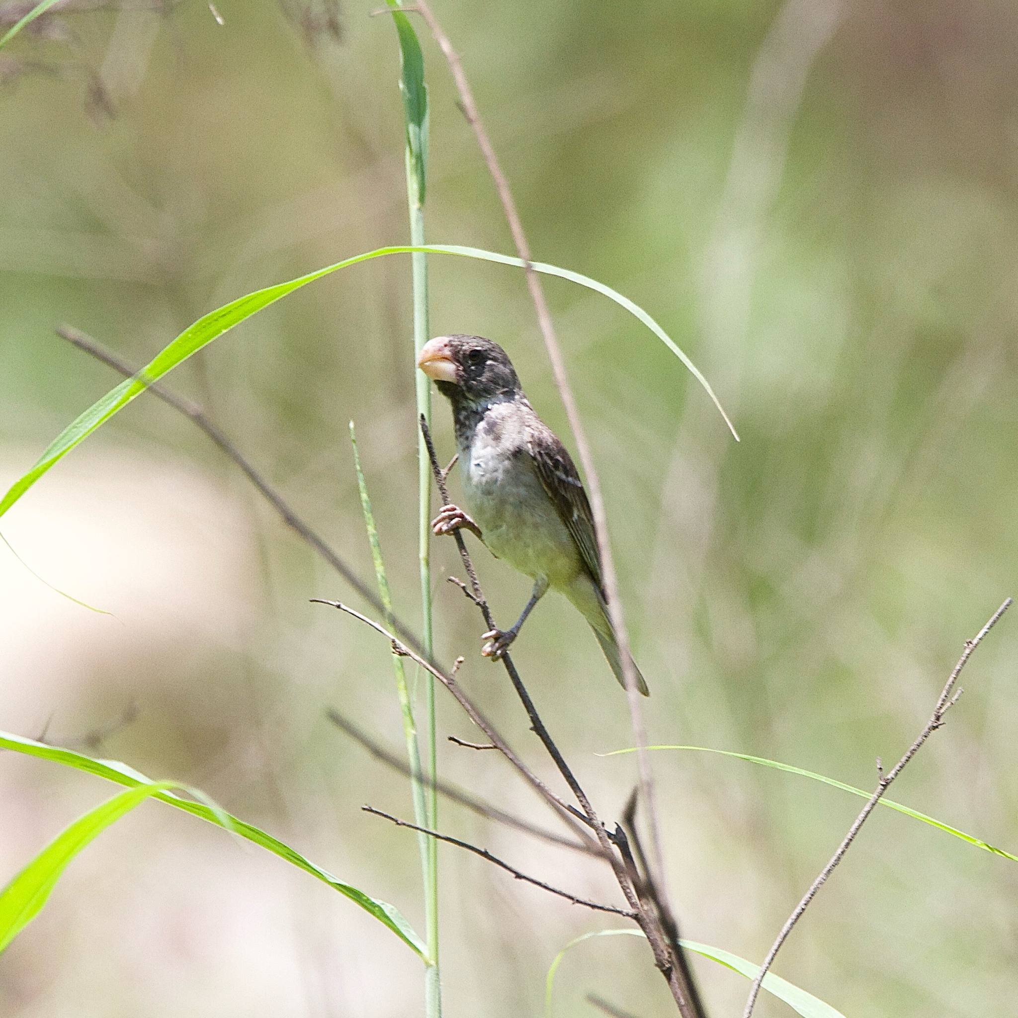Parrot-billed Seedeater (Sporophila peruviana), photo 2