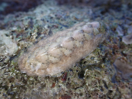 Florida slender chiton