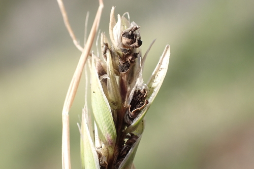 Sporisorium moniliferum in life