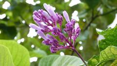 Palicourea lasiantha