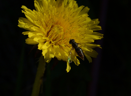 Unknown species found near Eastshore, Richmond, CA 94804, USA