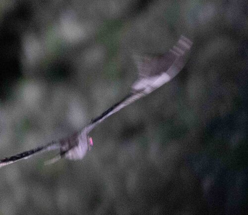 iNaturalist image
