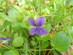 Viola