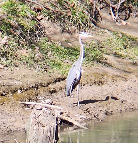 Great Blue Heron