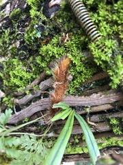 Davallia trichomanoides