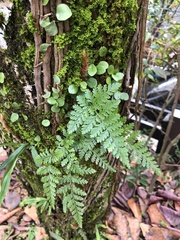 Davallia trichomanoides