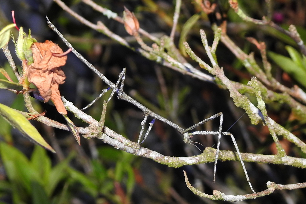 Entoria domonensis