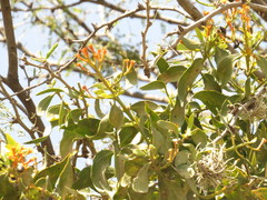 Psittacanthus calyculatus