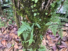 Davallia trichomanoides