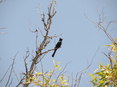 Phainopepla nitens