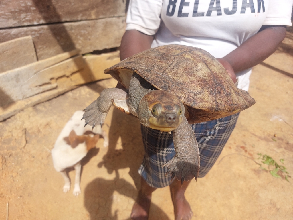 New Guinea Snapper (Elseya novaeguineae)