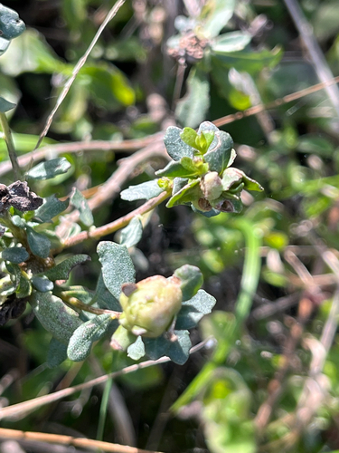 Unknown species found near Skyline Trail, Redwood City, CA, US