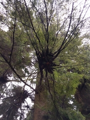 Arceuthobium tsugense