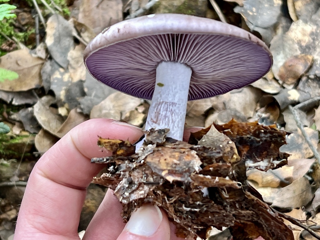 Collybia nuda · February 2026 · photo: © connorology (iNaturalist, cc-by-sa)