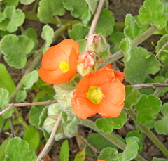 Sphaeralcea lindheimeri