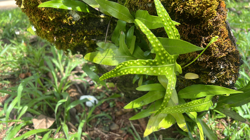 Microsorum scolopendria observed 2026-03-03