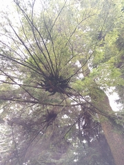 Arceuthobium tsugense