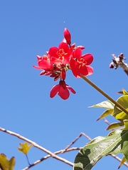 Jatropha integerrima