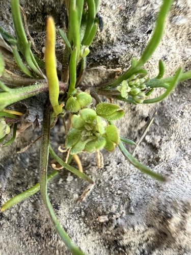 alkali pepperweed (Lepidium dictyotum)