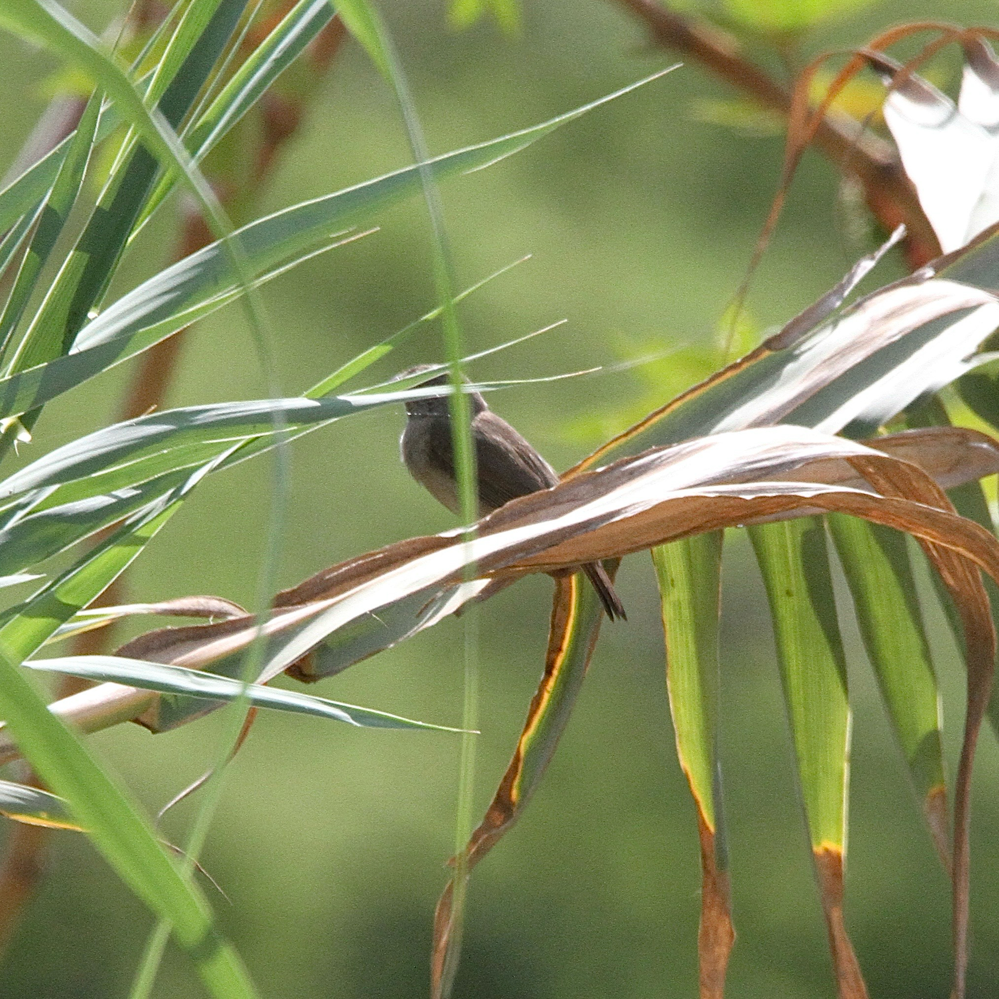 Dull-colored Grassquit (Asemospiza obscura), photo 2