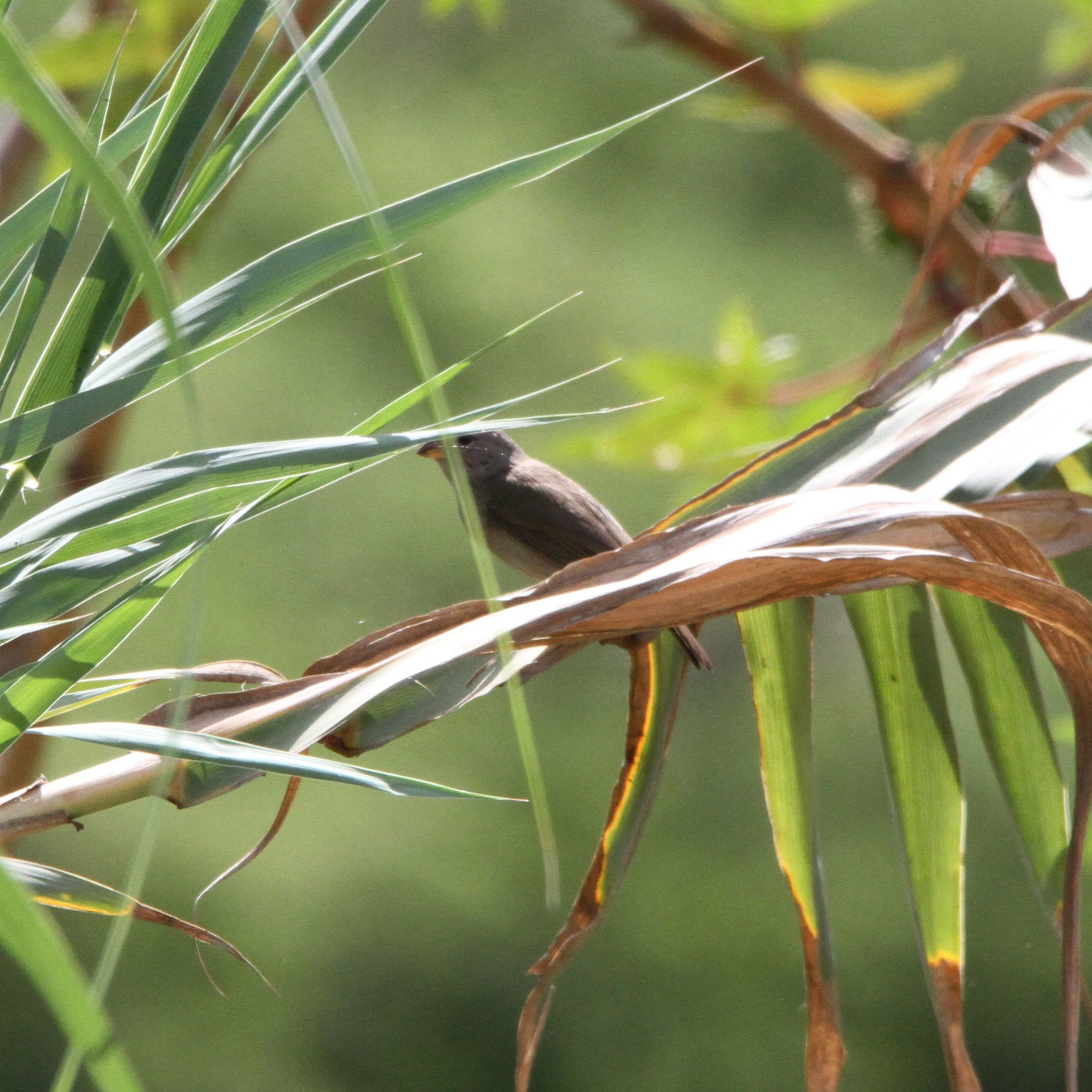Dull-colored Grassquit (Asemospiza obscura), photo 1