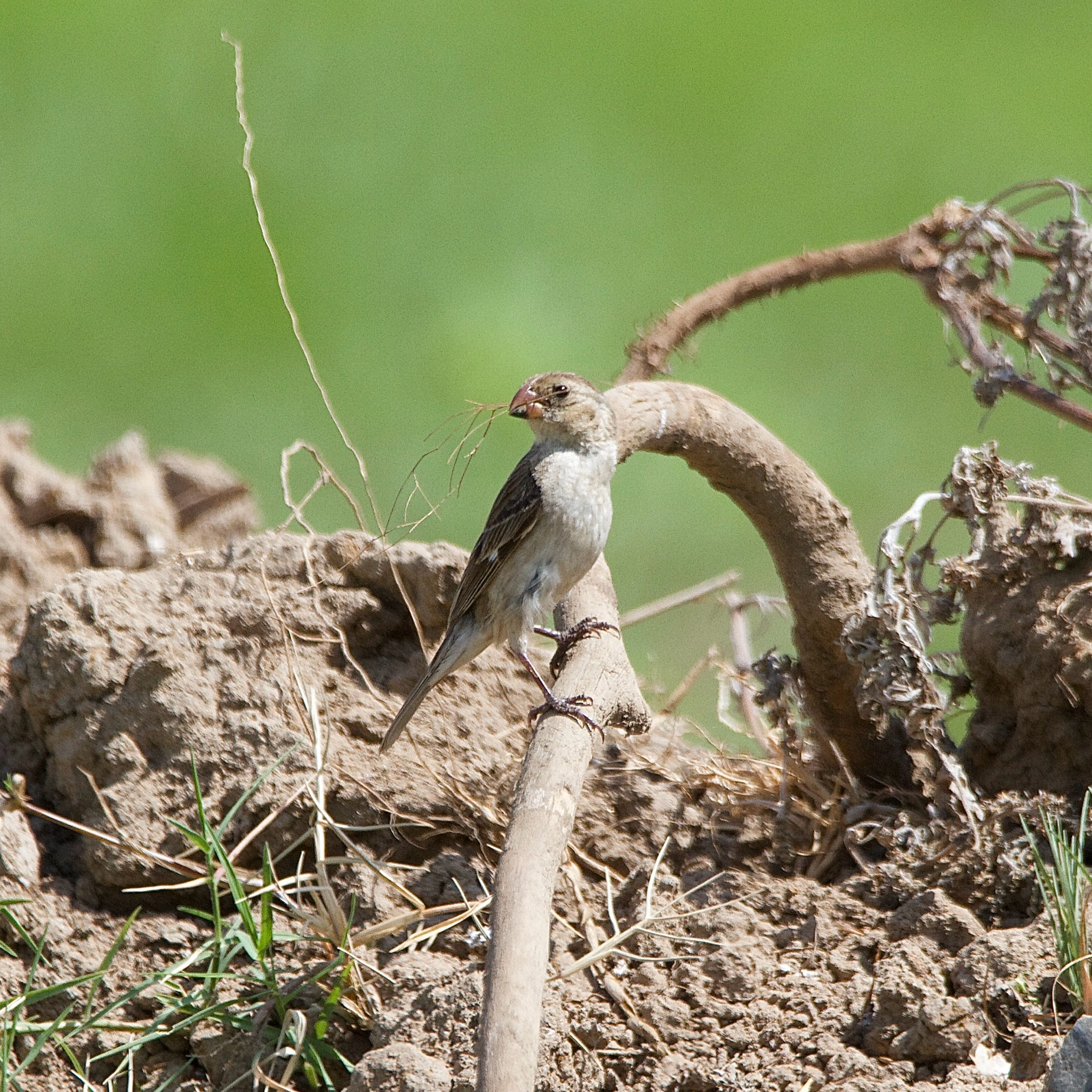 Chestnut-throated Seedeater (Sporophila telasco), photo 10