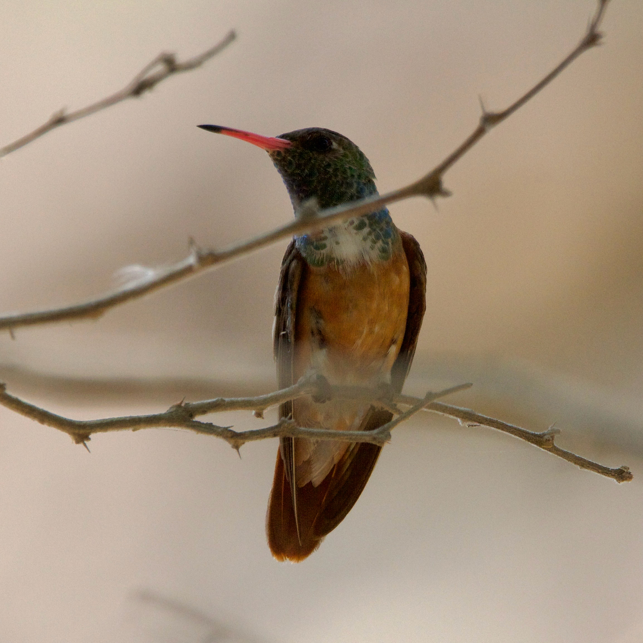 Amazilia Hummingbird (Amazilis amazilia), photo 6