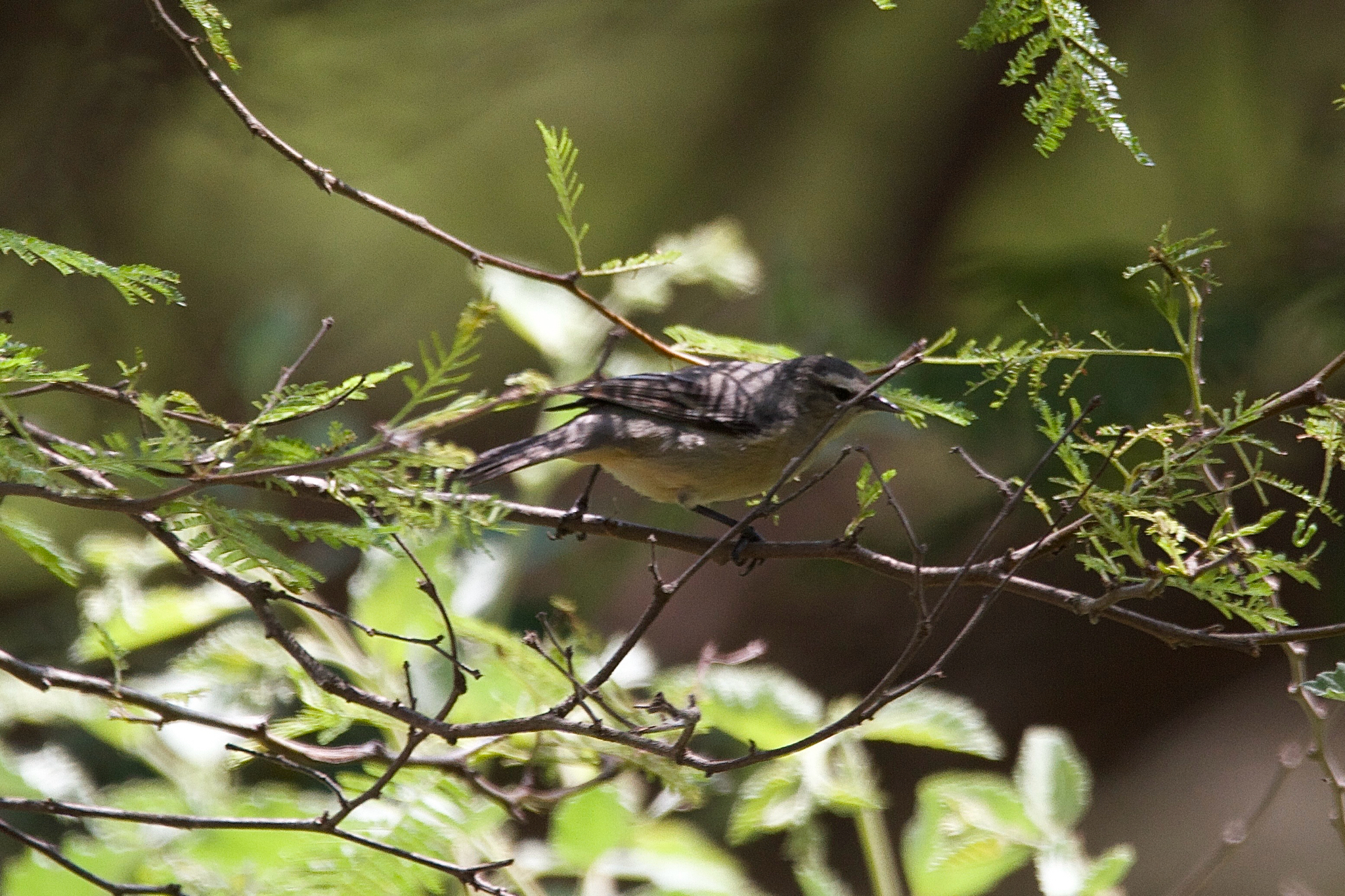 Cinereous Conebill (Conirostrum cinereum), photo 3