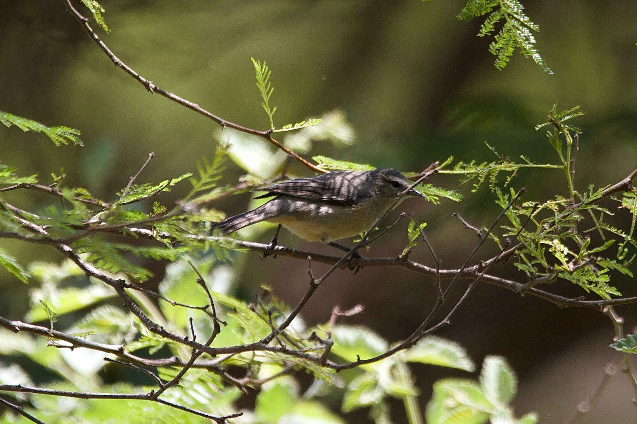 Cinereous Conebill (Conirostrum cinereum), photo 4