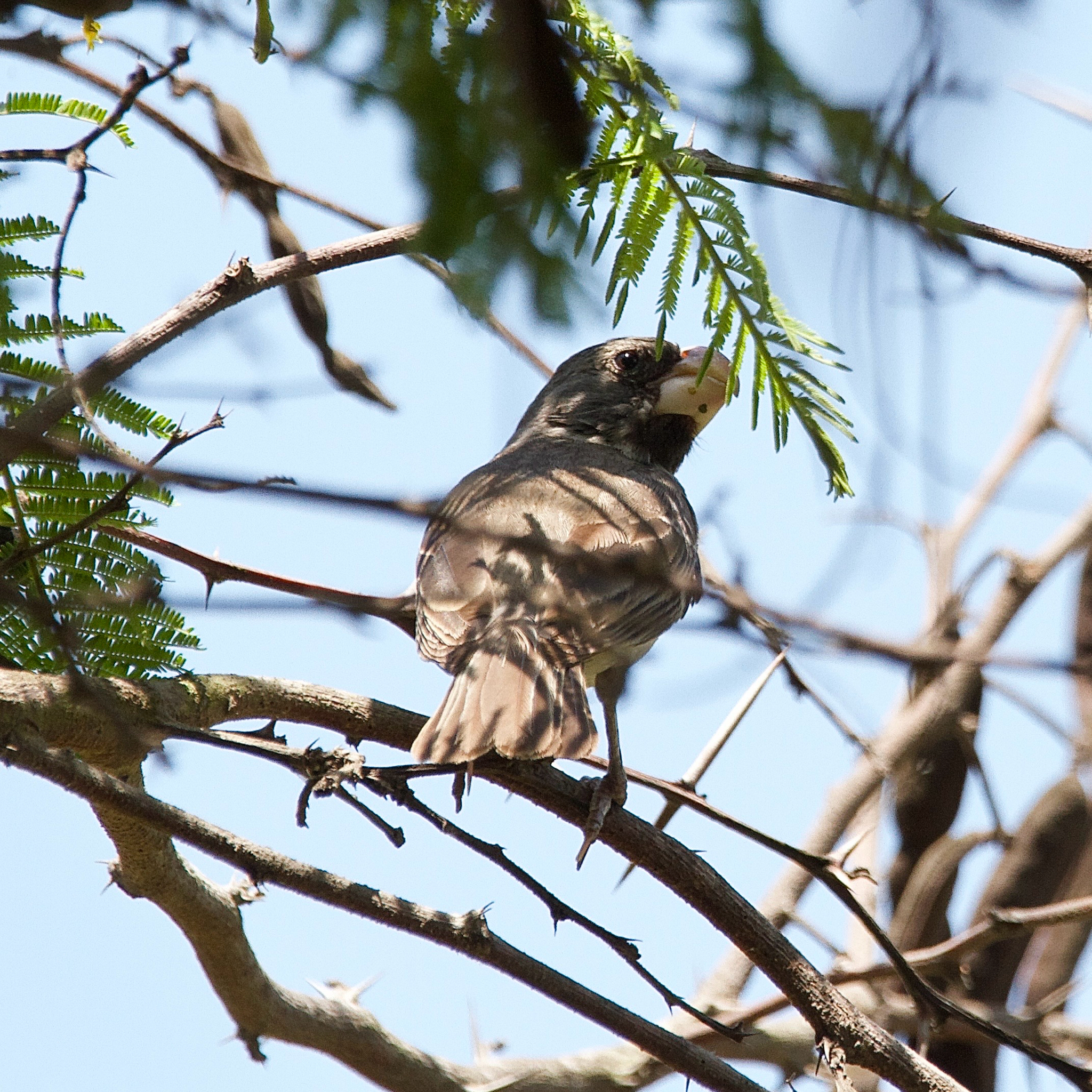 Parrot-billed Seedeater (Sporophila peruviana), photo 1