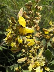 Eriosema grandiflorum