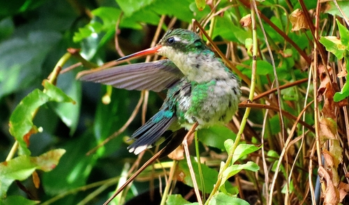 Glittering-bellied Emerald