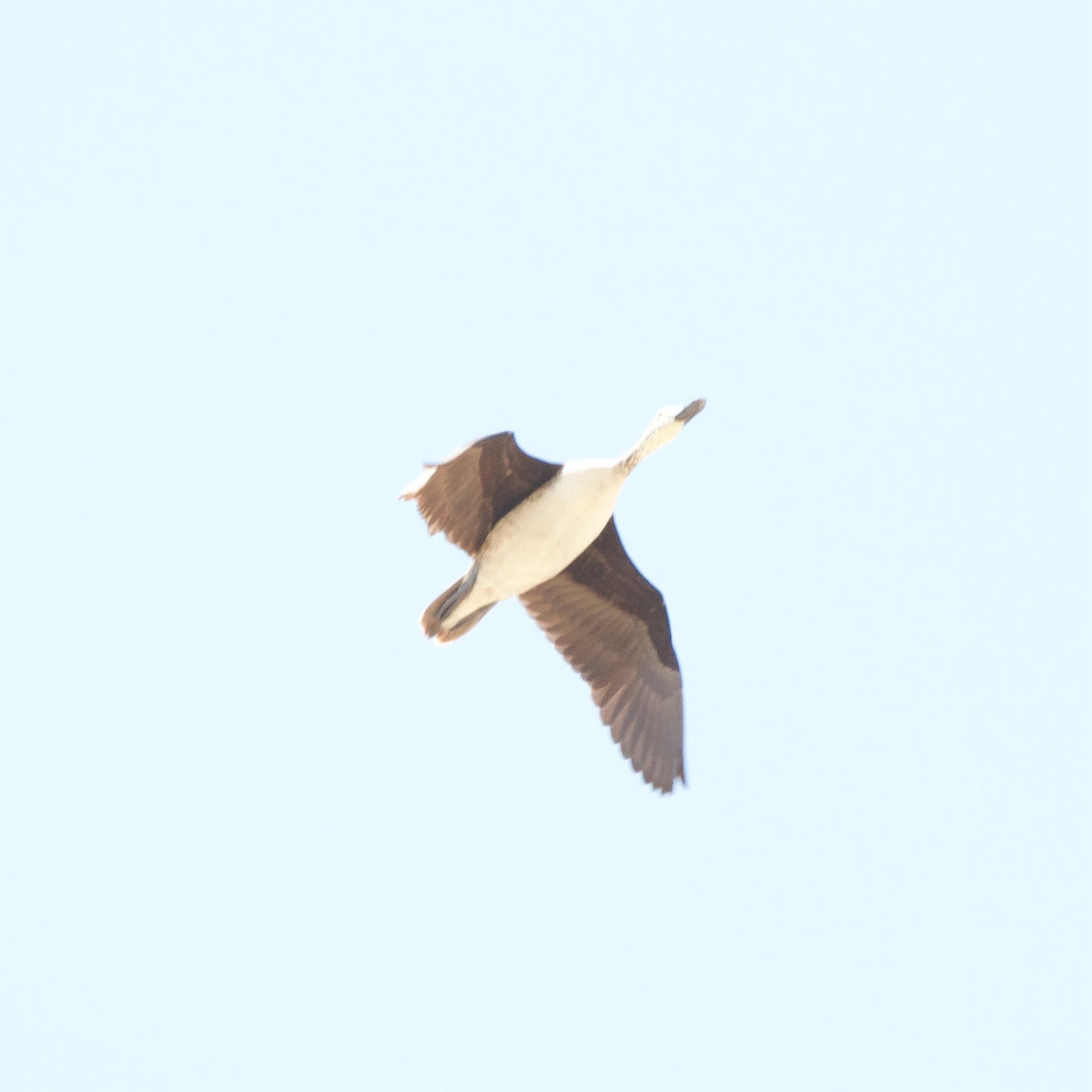 Comb Duck (Sarkidiornis sylvicola), photo 2
