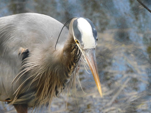 Great Blue Heron photographed in Oregon