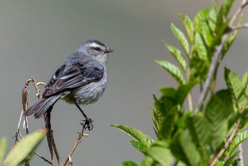 Cinereous Conebill (Conirostrum cinereum), photo 5