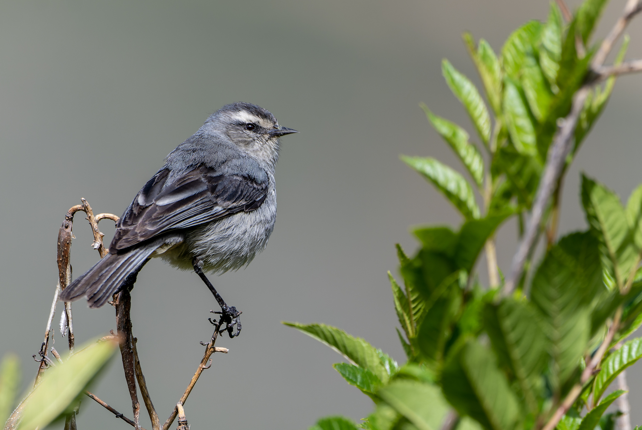 Cinereous Conebill (Conirostrum cinereum), photo 5